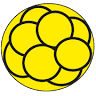 Pharmacy Pronatal Pharma