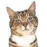 Purley Cattery
