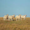 Prairie Valley Farm Charolais