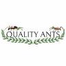 Quality ants