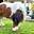 R & R Ranch Miniature Horse Sanctuary