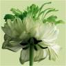 Ranonkel Arrangeurs Bloemen Planten Zichtbaar Anders