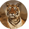 Ranthambore National Park Safari
