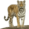 Ranthambhore jungle booking