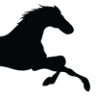 Raven Rider Stables Horseback Rides