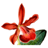 Orquídario Recanto das Orquídeas ES