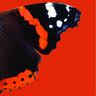 The Red Admiral