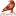 Red Raven