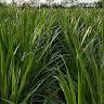 Super Napier | Super Napier Farms | Rehoboth Organic Farms