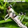Reptilfutter