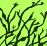 Rockweed Center