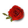 Red Roses & Tortillas
