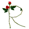 Rosa Rita - Ateliê de Imagens