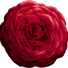 Organic Rosehip Skincare