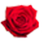 Rose Of Bengal