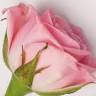 Rose Petals Skin Studio