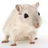 Rossy Pest Control