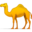 Morocco Desert Tours & Camel Trekking | Sahara Relax