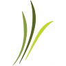 Wellspring