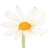 Savilles Florist