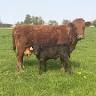 Shamrock Meats, LLC