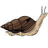 Achatina shne.czek