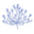AGAPANTHUS - Ocala