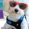 Shore Dreams Vacation Rentals
