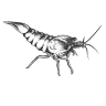 Shrimplovers