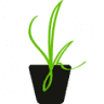 SiluKudra