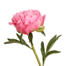 Simple Blessings Florist