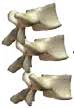 SpinalCare Physical Medicine