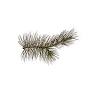 Spruce Lea Gatherings