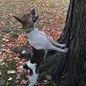 Squirrel Dog Dynasty