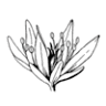 Stalk & Pistil Flower Farm