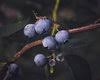 Stark Farm Organic Blueberries