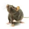 St George's Pest Control Ltd
