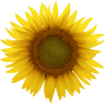 Stoneseed Ltd - IT Project Management Services