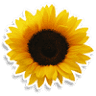 Sunflorist and Events Ltd