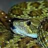 Superstition Serpentarium