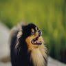Tails a Waggin - Mold