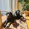 Tails Away Pet Sitting And Dog Walking