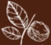 Tamar Valley Walnuts
