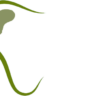 Dentist Ann Steeno