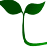Cesped natural