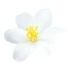 Thai Jasmine Massage OÜ