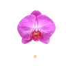 Thai Orchid