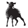 Black Sheep On Broadway