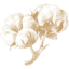 The Cotton Company