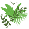The Daintree Shop
